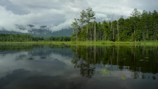 Lake, Forest, Landscape, Tree, Reflection, Water