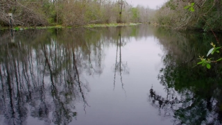 Lake, Forest, Swamp, Landscape, Land, River