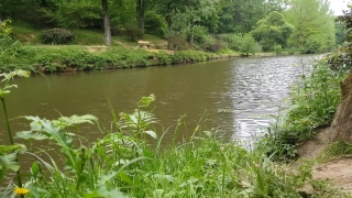 Lake, Forest, Water, Aquatic, Landscape, Swamp