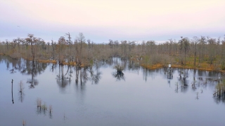 Lake, Swamp, Forest, Landscape, Wetland, Land