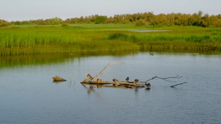 Lake, Water, Fisherman, Landscape, Forest, River