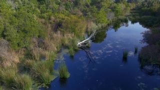 Lake, Water, Landscape, Forest, Tree, Reflection