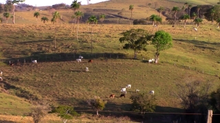 Landscape, Field, Grass, Rural, Sky, Cow