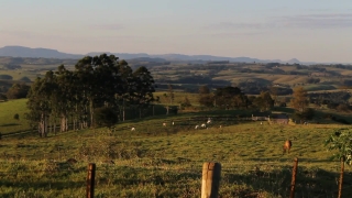Landscape, Grass, Field, Worm Fence, Tree, Sky