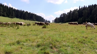 Landscape, Grass, Mountain, Cow, Mountains, Sky