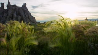 Landscape, Grass, Sky, Plant, Reed, Field