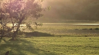 Landscape, Sky, Field, Tree, Land, Grass