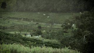 Landscape, Tree, Forest, Grass, Rural, Park