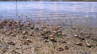 Landscape, Water, Tree, Sea, Rubbish, Lake