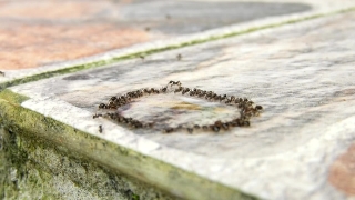 Larva, Animal, Insect, Organism, Sand, Arthropod