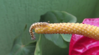 Larva, Animal, Organism, Insect, Pupa, Arthropod