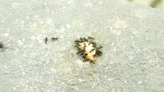 Larva, Animal, Organism, Sand, Arthropod, Invertebrate