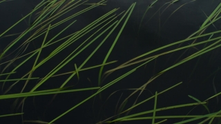 Laser, Optical Device, Device, Shape, Light, Aquatic Plant