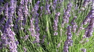 Lavender, Shrub, Woody Plant, Vascular Plant, Plant, Flower