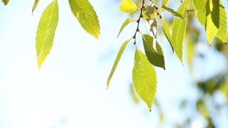 Leaf, Grove, Leaves, Plant, Branch, Tree