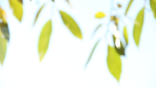 Leaf, Plant, Spring, Seedling, Tea, Growth