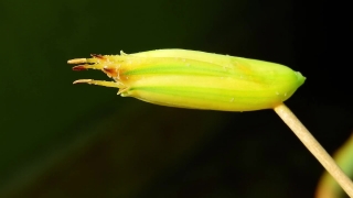 Leafhopper, Insect, Arthropod, Plant, Garden, Flower