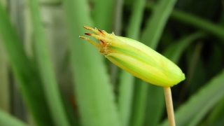 Leafhopper, Insect, Plant, Arthropod, Garden, Flower
