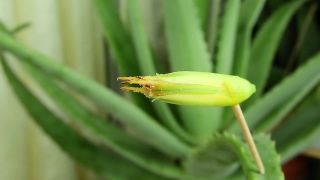 Leafhopper, Insect, Plant, Arthropod, Garden, Invertebrate