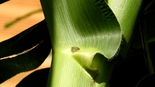 Leek, Vegetable, Produce, Food, Plant, Herb