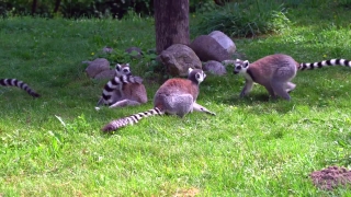 Lemur, Primate, Mammal, Wildlife, Wild, Fur