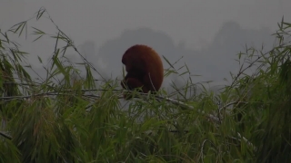 Lesser Panda, Mammal, Grass, Brown, Wildlife, Orangutan