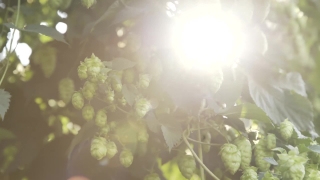Light, Bright, Design, Tree, Color, Woody Plant