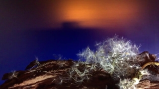 Light, Fractal, Art, Design, Pattern, Feather Boa