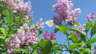 Lilac, Flower, Plant, Blossom, Spring, Garden