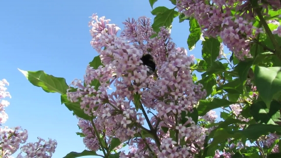Lilac, Flower, Plant, Tree, Spring, Leaf