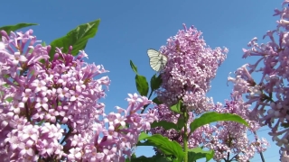 Lilac, Flower, Spring, Flowers, Plant, Garden