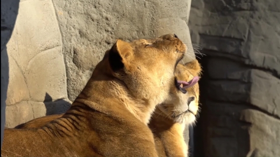 Lion, Big Cat, Feline, Cat, Predator, Wildlife