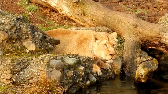 Lion, Big Cat, Feline, Predator, Cat, Wildlife