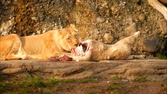 Lion, Big Cat, Feline, Wildlife, Predator, Cat