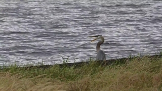 Little Blue Heron, Heron, Wading Bird, Bird, Aquatic Bird, Egret