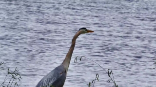 Little Blue Heron, Heron, Wading Bird, Bird, Aquatic Bird, Water