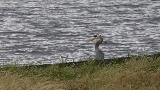 Little Blue Heron, Heron, Wading Bird, Bird, Aquatic Bird, Wildlife