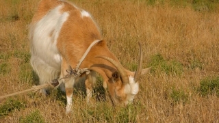 Livestock, Mammal, Cow, Beef, Calf, Bull