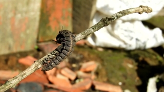 Lizard, Gila Monster, Reptile, Venomous Lizard, Alligator Lizard, Wildlife