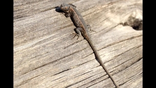Lizard, Reptile, Wildlife, Wild, Pet, Scale