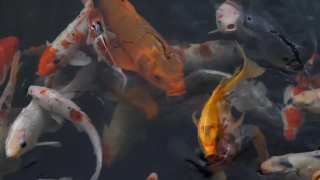 Lobster, Crustacean, Fish, Crayfish, Water, Food
