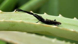 Long-horned Beetle, Beetle, Insect, Arthropod, Invertebrate, Animal