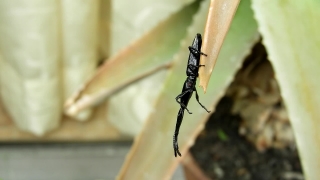 Long-horned Beetle, Beetle, Insect, Arthropod, Invertebrate, Animal