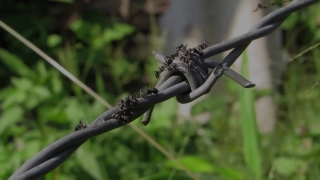 Long-horned Beetle, Beetle, Insect, Arthropod, Invertebrate, Animal
