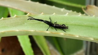 Long-horned Beetle, Beetle, Insect, Arthropod, Invertebrate, Bug