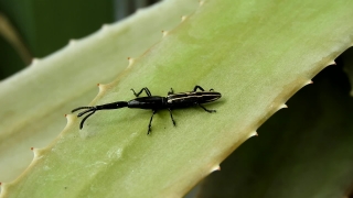Long-horned Beetle, Beetle, Insect, Arthropod, Invertebrate, Close