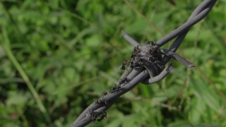 Long-horned Beetle, Insect, Beetle, Arthropod, Invertebrate, Animal