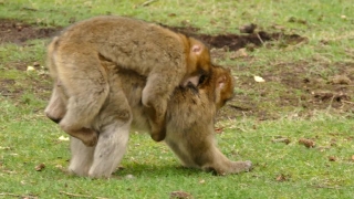 Macaque, Monkey, Lion, Primate, Wildlife, Mammal