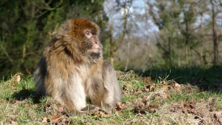 Macaque, Monkey, Primate, Wildlife, Ape, Wild