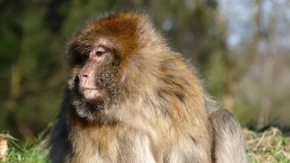 Macaque, Monkey, Primate, Wildlife, Ape, Wild
